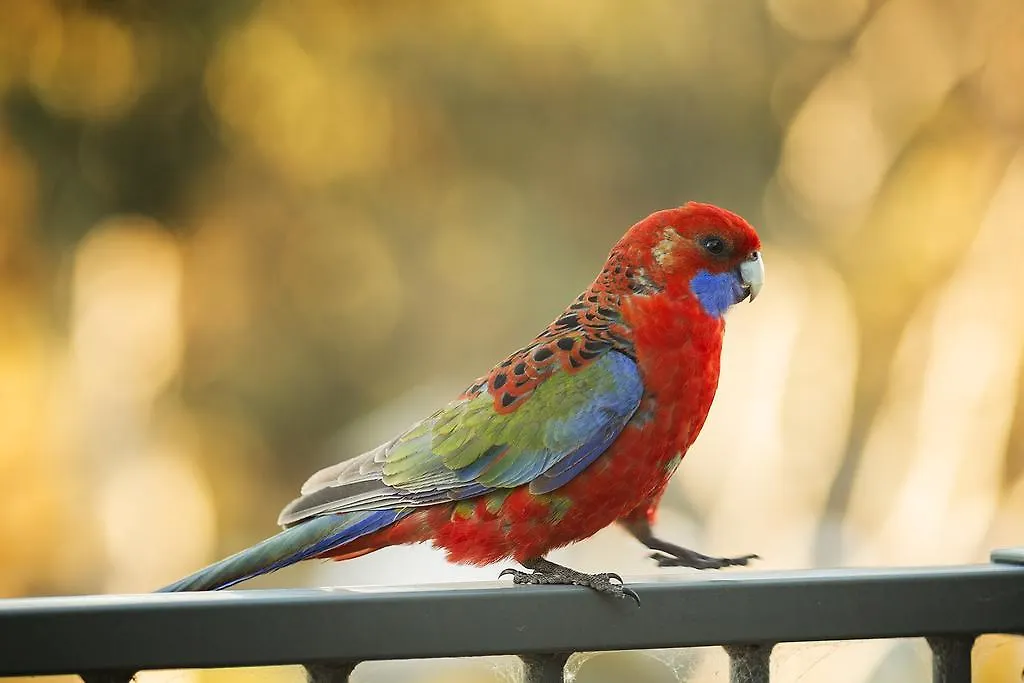 Alivio Tourist Park Canberra